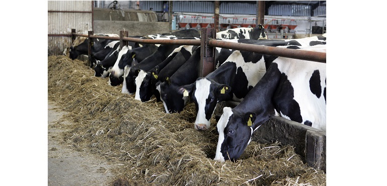 Web-Dairy-Cows.jpg
