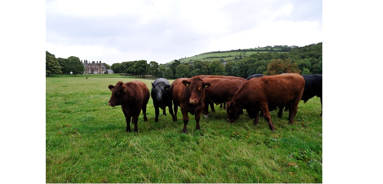 Web-Glenarm-cattle.jpg