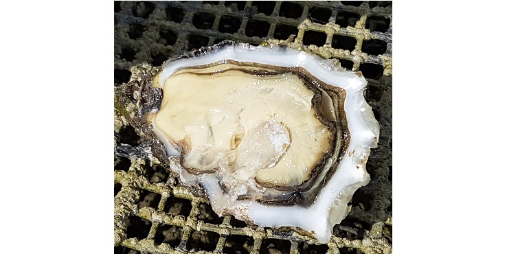 Millbay Oysters