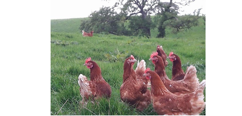 Web-Springmount-Chickens.jpg