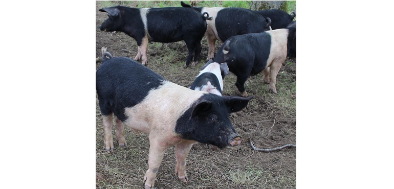 Web-AFBI-Piggies.jpg