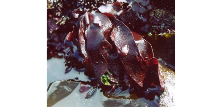 Web-Irish-Dulse.jpg