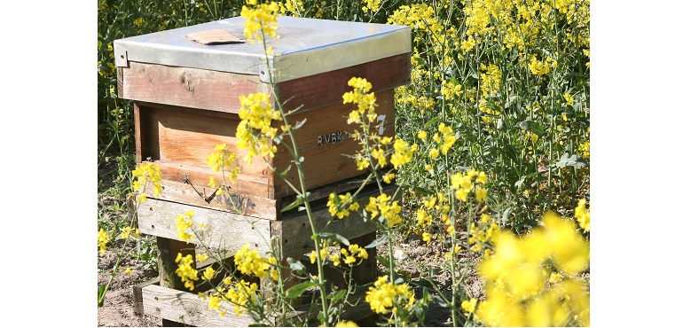 Web-Broighter-Bees.jpg