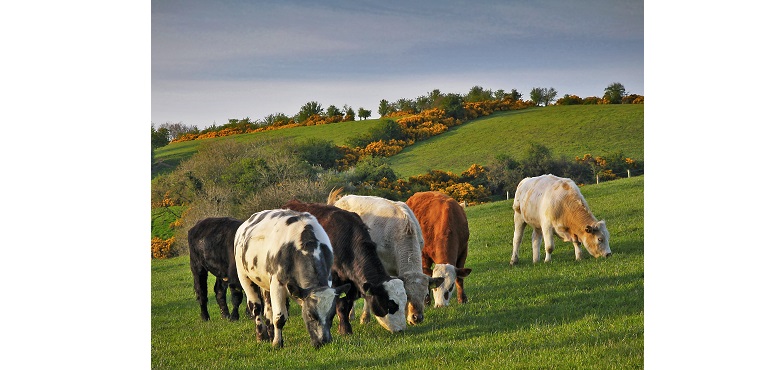 Web-Grass-fed-beef-copy.jpg