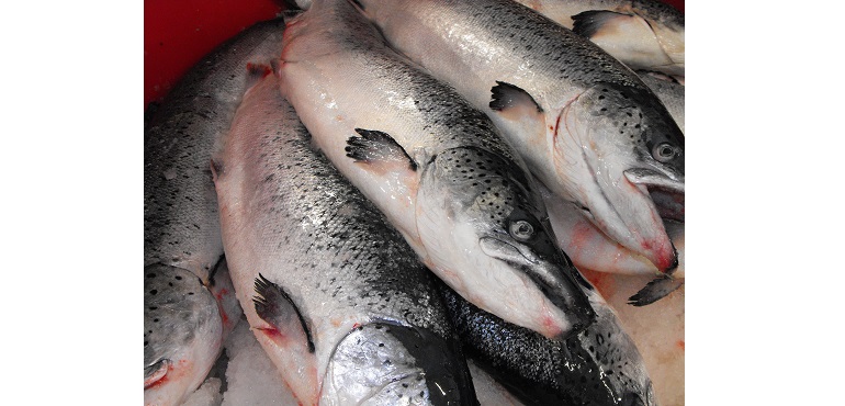 Press-Pic---East-Salmon---July-2017.jpg