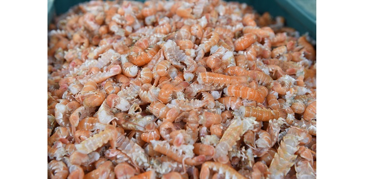 Sea-Source-Prawns-web.jpg