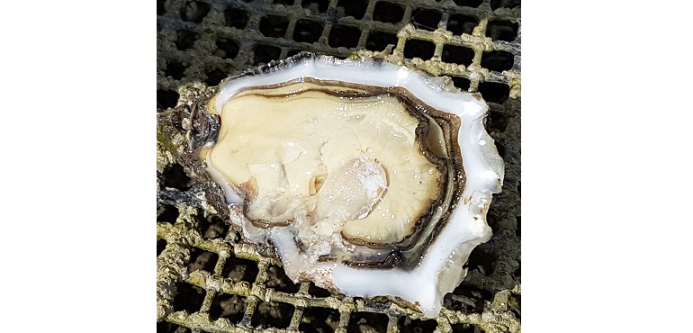 Web-Rooney-Oysters.jpg