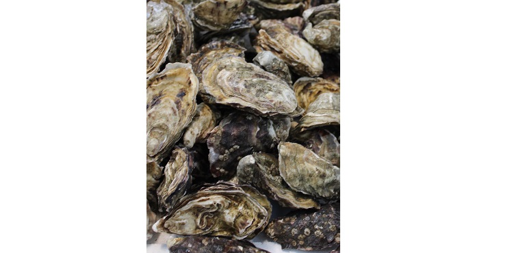 Rooney-Fish-Oysters-web.jpg