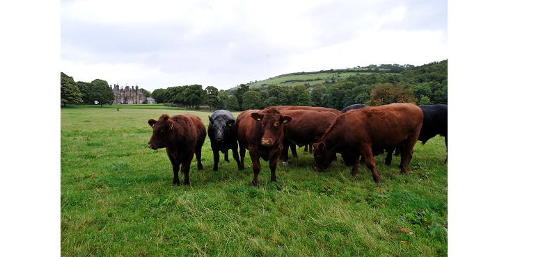 Glenarm-Cattle-web.jpg