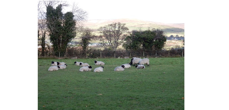 Lisnacree-Lamb-Web.jpg