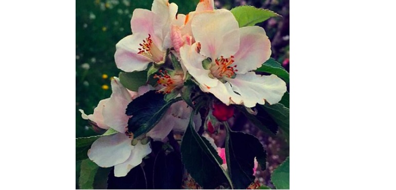 Web-Long-Meadow-Apple-Blossom.jpg