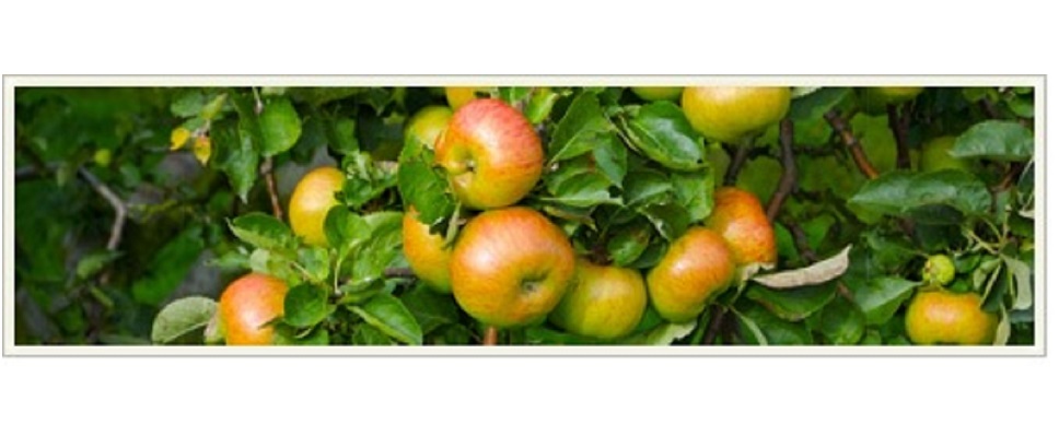 Mac-Neice-Fruit-Feature.jpg