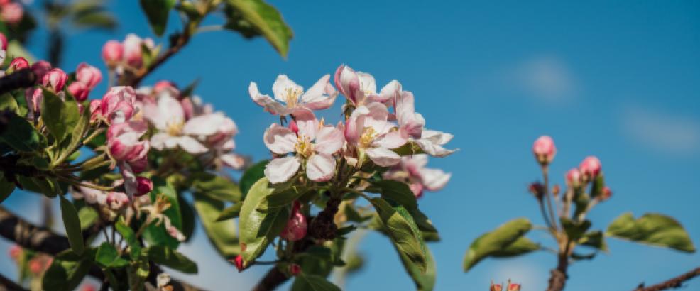 chapmans_blossom_3.jpg